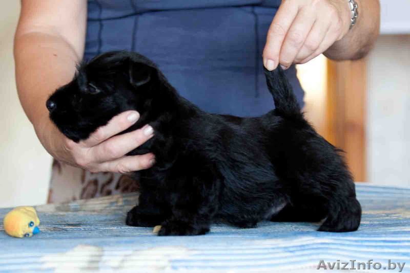 Щенки скотч-терьера Минск (шотландский терьер, скотч терьер) - Изображение #1, Объявление #334449