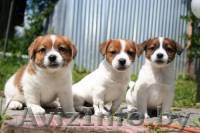 Щенки Джек Рассела терьера - Изображение #1, Объявление #328263