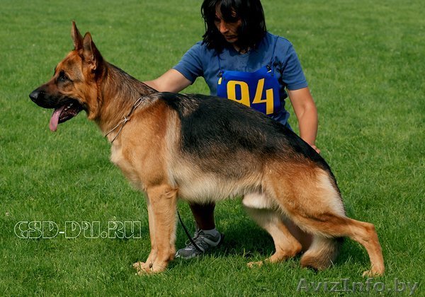 Бланк Юлия 80296042057 - Изображение #1, Объявление #326511