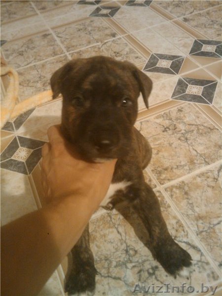 в дар питбуль. кобель. 2 мес - Изображение #1, Объявление #336968