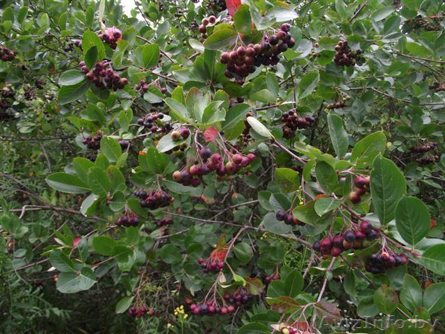 Черноплодная рябина (арония) - Изображение #1, Объявление #330886