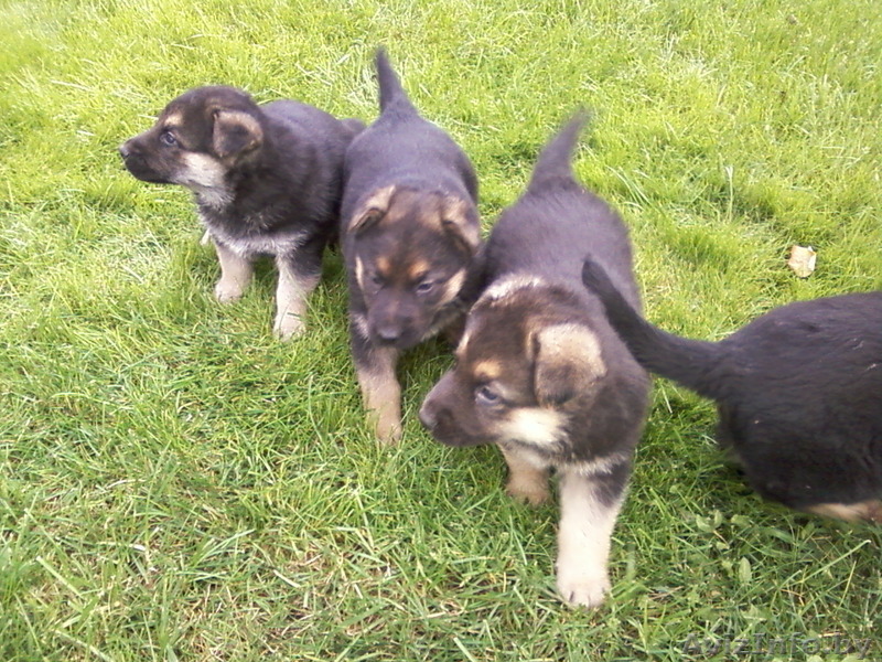 г. Копыль, 80297674608 - Изображение #1, Объявление #317646