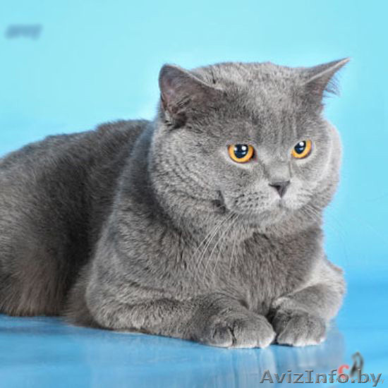 Британский короткошёрстный кот на вязку - Изображение #1, Объявление #329442