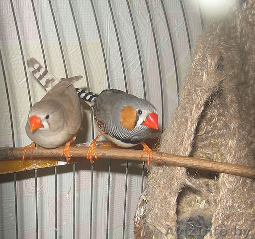 2 девочки 1,5мес от амадин зебровых - Изображение #1, Объявление #313593