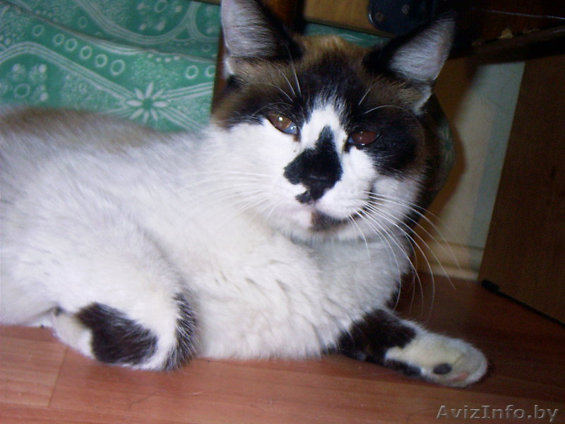 Почти даром -  найдена кошка в Малиновке!!! - Изображение #1, Объявление #315552