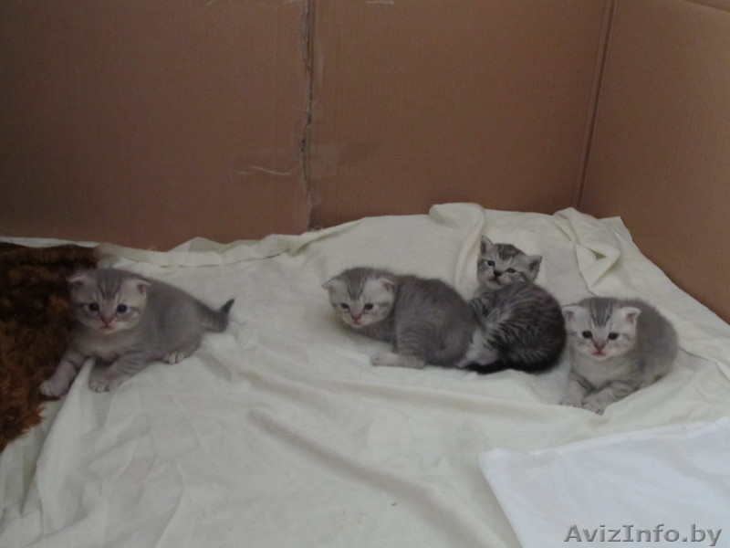 продам скоттиш-фолд - Изображение #1, Объявление #330009