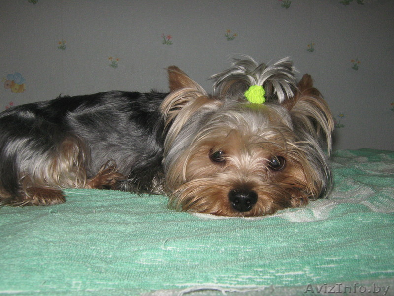 Йоркширский терьер ищет девочку для вязки - Изображение #1, Объявление #334349