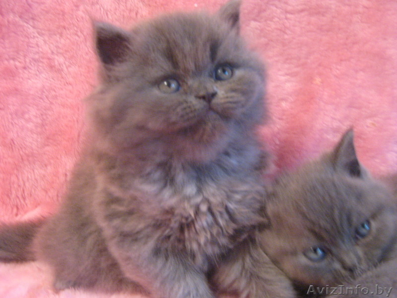 Девочка-хайленд - Изображение #1, Объявление #315537