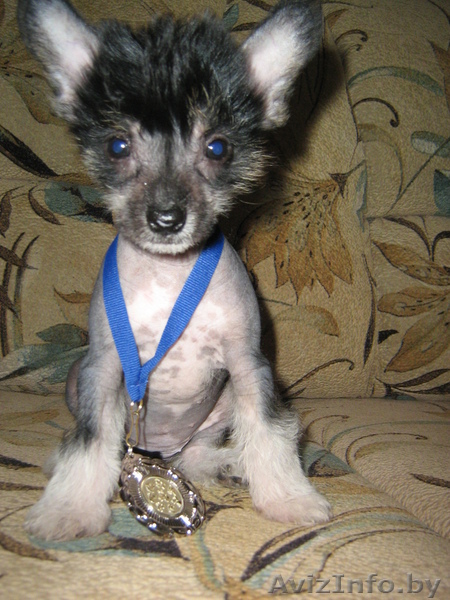 китайская хохлатая голышка. - Изображение #1, Объявление #312727