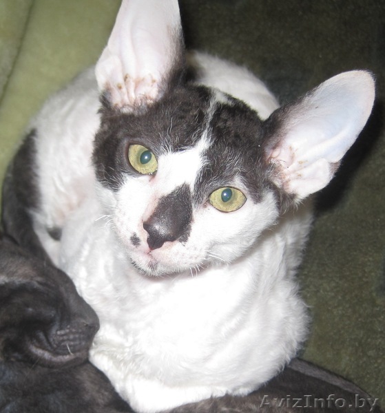 продам котика породы корниш-рекс - Изображение #1, Объявление #320127
