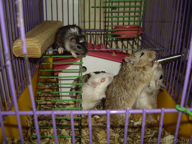 Монгольские песчанки - Изображение #1, Объявление #310864