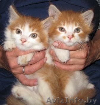 Лучший антидепрессант - Изображение #1, Объявление #312797