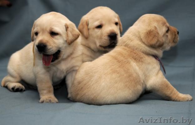 Продам веселых и здоровых щенков лабрадора - Изображение #1, Объявление #330057