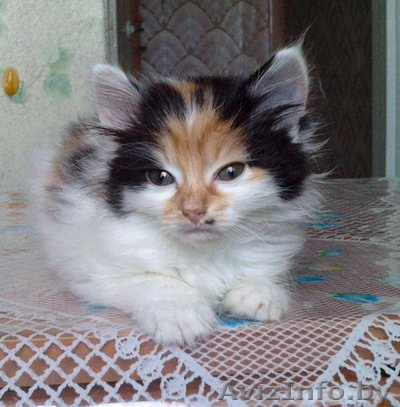 Котёнок в дар в добрые руки - Изображение #1, Объявление #319077