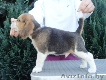 Бигля щенки продаются недорого - Изображение #1, Объявление #323833