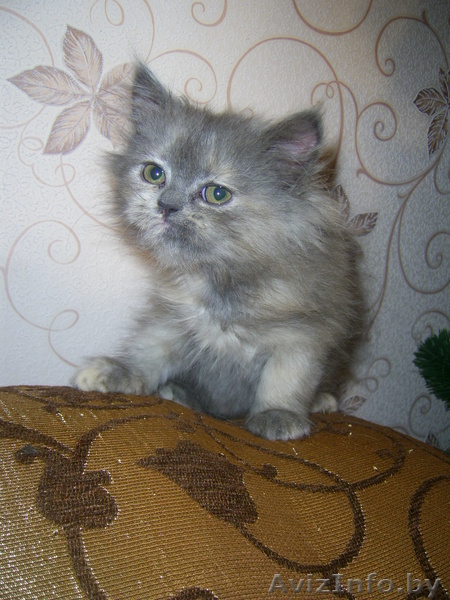 персидская голубая кошечка. - Изображение #1, Объявление #317439