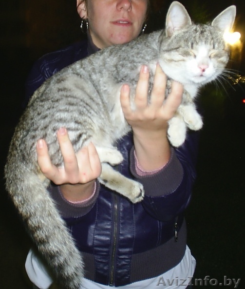 кошка ищет новых хозяев - Изображение #1, Объявление #333589