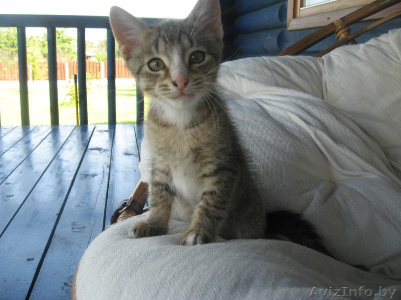 Котенок в хорошие руки, в подарок - Изображение #1, Объявление #332914