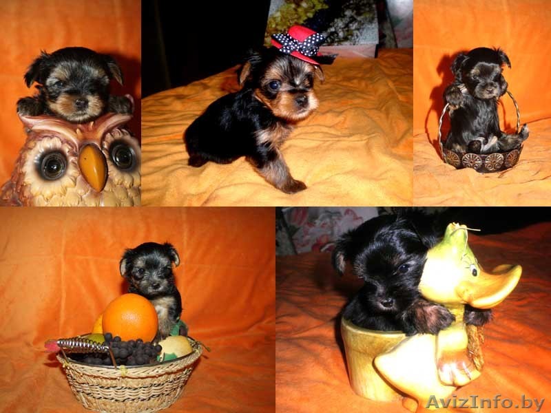 йоркширский терьер продажа - Изображение #1, Объявление #329860