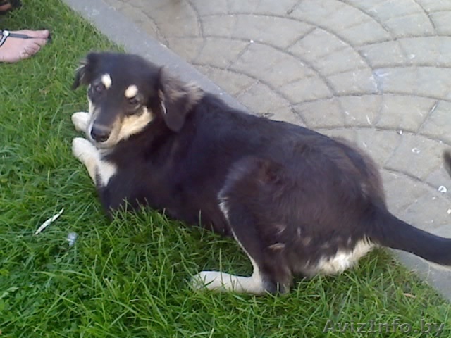 Собака ищет хозяина - Изображение #1, Объявление #347820