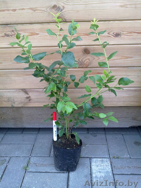 Продаю саженцы голубики садовой - Изображение #1, Объявление #356141