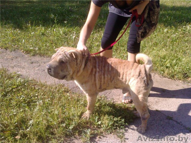 шарпей в дар .ответственным людям - Изображение #1, Объявление #368423