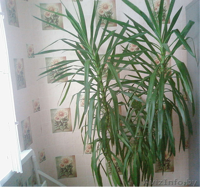 Продам пальму Юкка ростом 1.9м - Изображение #1, Объявление #353307