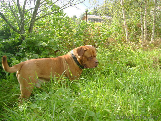 Бордоский дог,куплю. - Изображение #1, Объявление #366234