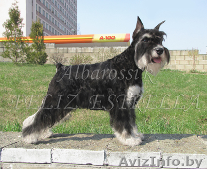 Цвергшнауцера щенки очаровательные и милые - Изображение #1, Объявление #346211