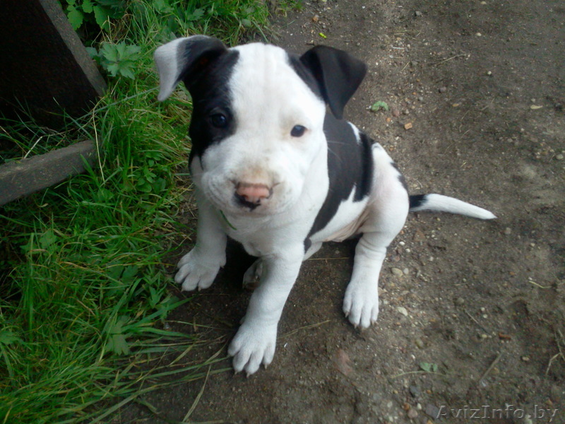 Продаются щенки Американского Стаффордширского терьера! - Изображение #1, Объявление #352927