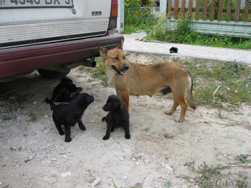Щенята в дар... - Изображение #1, Объявление #356951