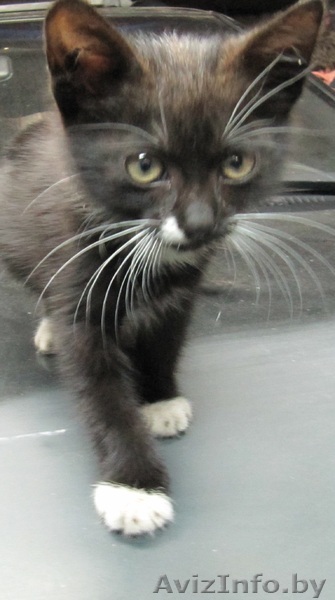 Котенок ищет хозяина - Изображение #1, Объявление #364033
