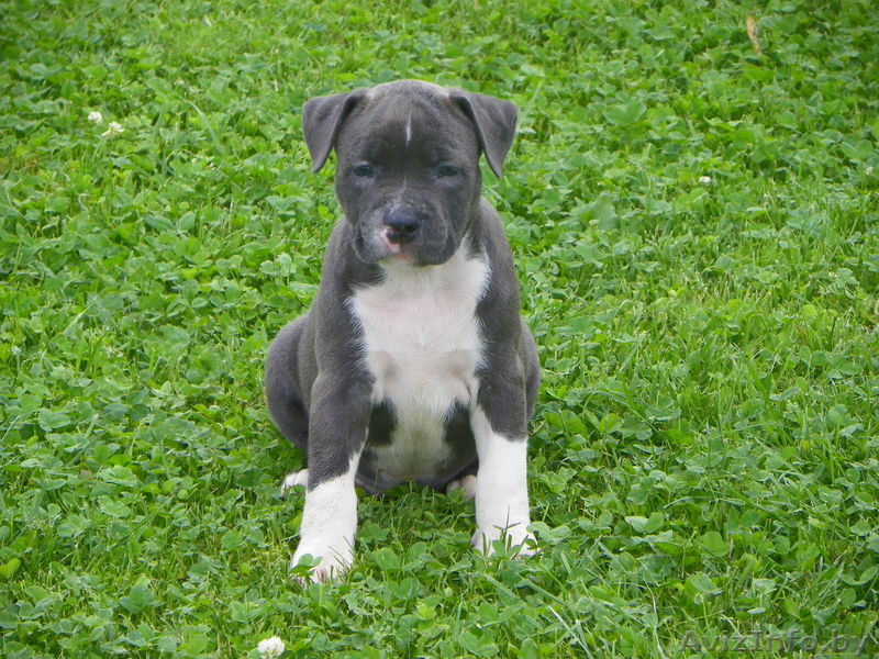 Щенки американского стаффордширирского терьера (стаф, стафорд, амстаф) - Изображение #1, Объявление #340060