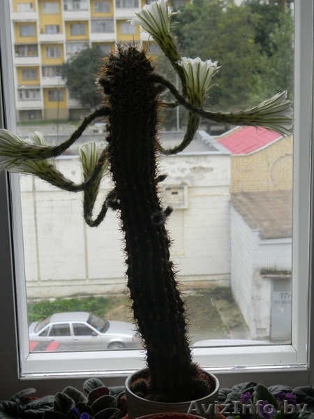 продам кактус цветущий  - Изображение #1, Объявление #361458