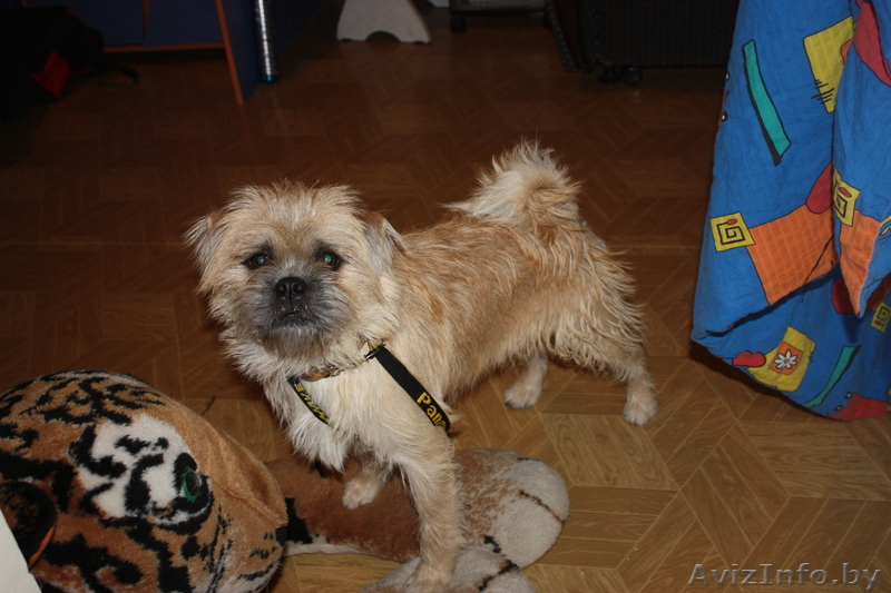 Брюссельский Грифон вязка - Изображение #1, Объявление #358793