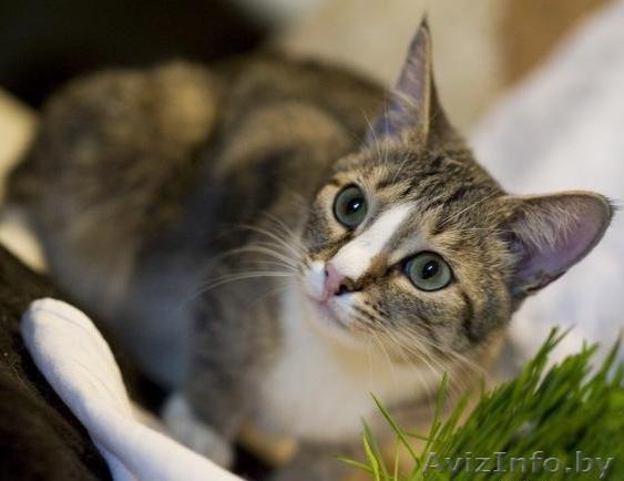 Маленькая кошечка серебристого окраса  - Изображение #1, Объявление #344172