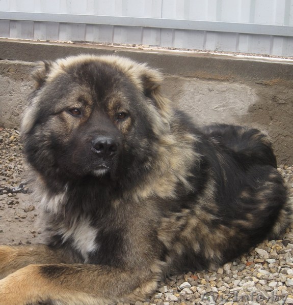 взрослую кавказскую овчарку  - Изображение #1, Объявление #348959