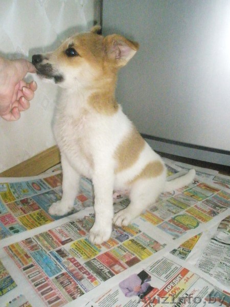 Щенок -Тобиk мечтает о доме - Изображение #1, Объявление #344415