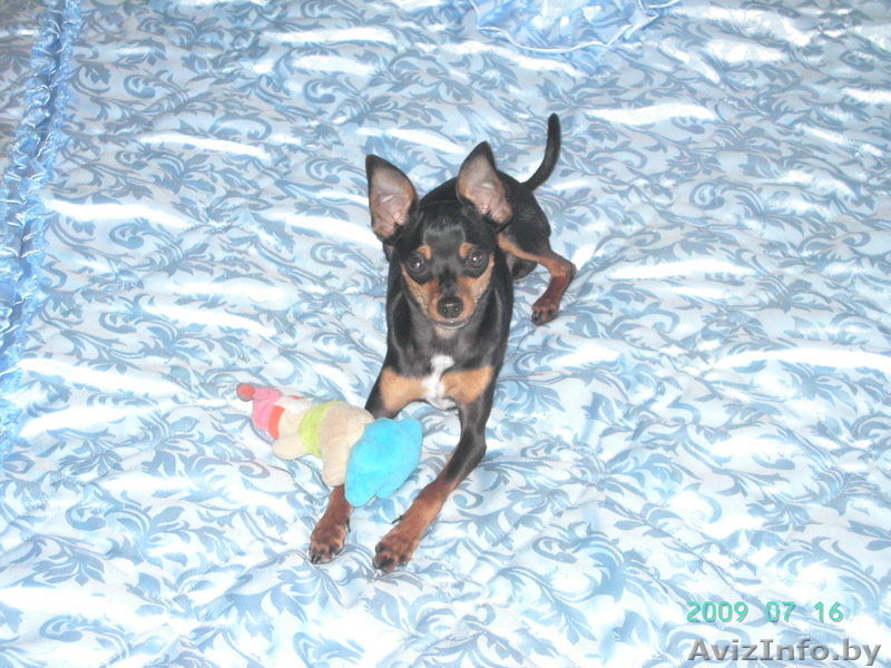 Той-терьер  продажа Минск - Изображение #1, Объявление #369183