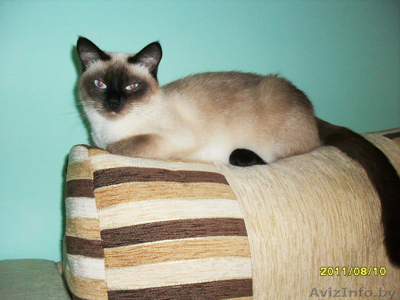 срочно нужен сиамский кот для вязки - Изображение #1, Объявление #352909