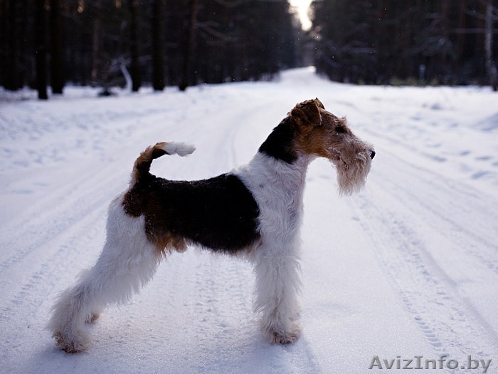 Щенок жесткошерстного фокстерьера - Изображение #1, Объявление #356776