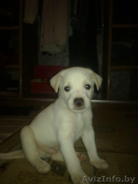 Отдам щенка за Спасибо - Изображение #1, Объявление #358745