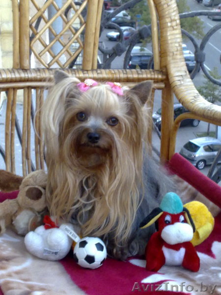 стрижка йоркширских терьеров, любые стрижки на дому(центр), полный гигиенический - Изображение #1, Объявление #371351