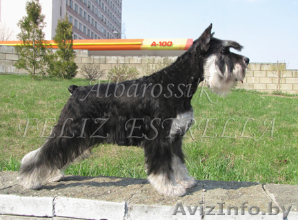 Цвергшнауцера щенки с отличной родословной чёрный с серебром - Изображение #1, Объявление #378863