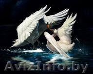 Проведение свадеб,юбилеев и прочих торжеств. - Изображение #1, Объявление #372333