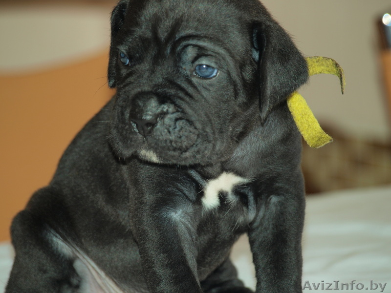 КАНЕ КОРСО ЩЕНКИ ОТ ПРОИЗВОДИТЕЛЯ ИЗ "ДИНАСТИИ ЧЕМПИОНОВ" - Изображение #1, Объявление #375930