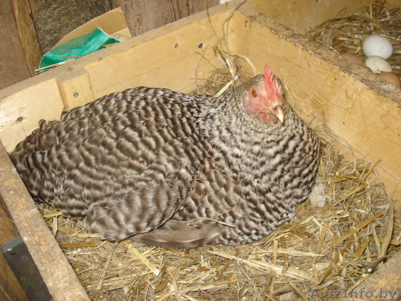 Продажа домашней птицы - Изображение #1, Объявление #378828