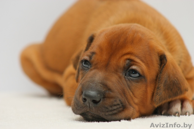 щенки  риджбека - Изображение #1, Объявление #375122