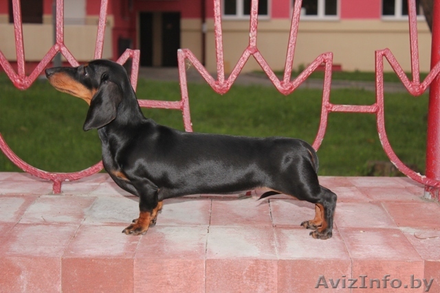 Продаётся щенок карликовой таксы. - Изображение #1, Объявление #385847