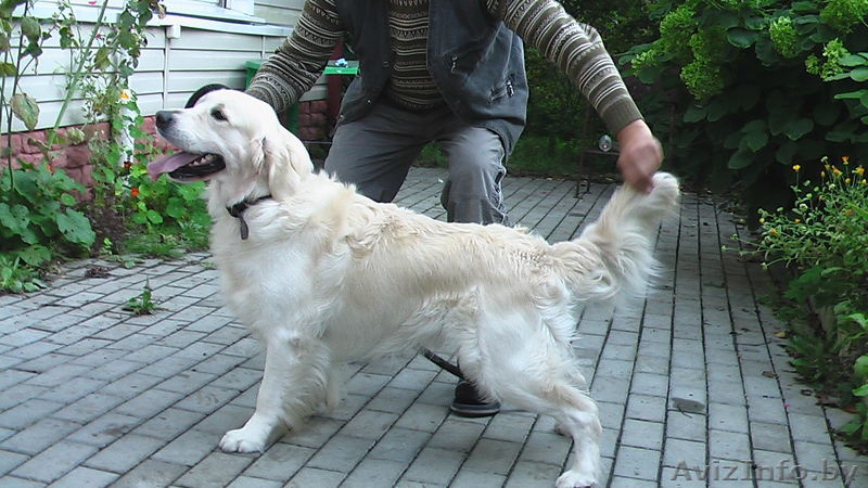 Предложение на вязку кобель голден ретривер - Изображение #1, Объявление #384251